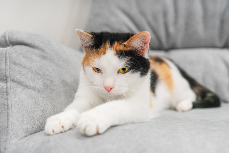 Gatto che impasta: significato e perché lo fa