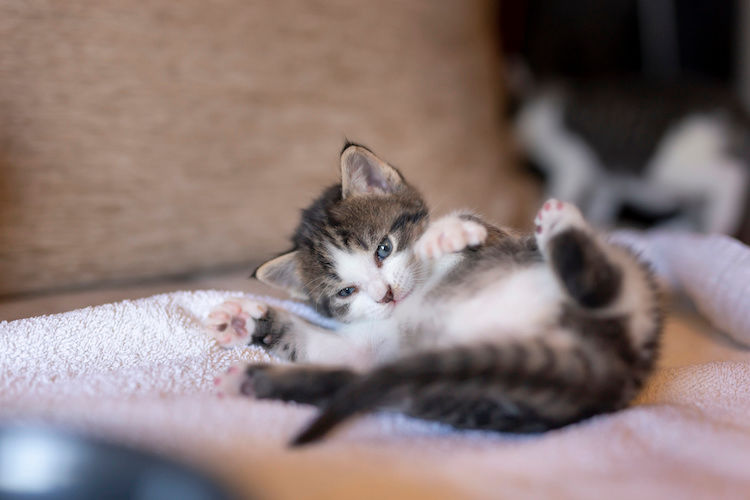 Gatto gioca con la coda: cause e quando preoccuparsi
