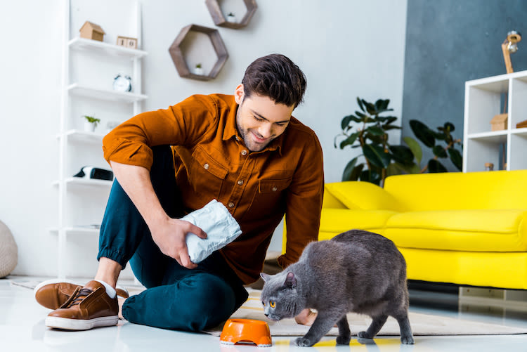 Come alimentare un gatto: consigli pratici e quantità