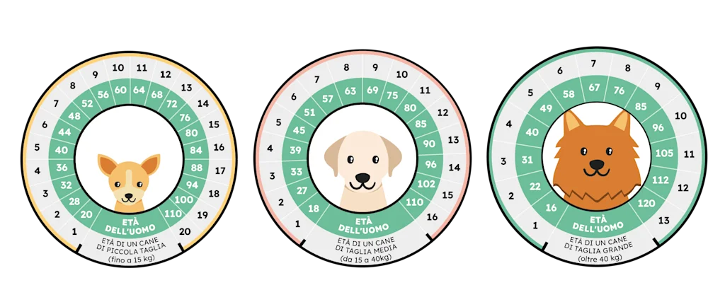 SVIT Infographie - Age du Chien vs Humain-04