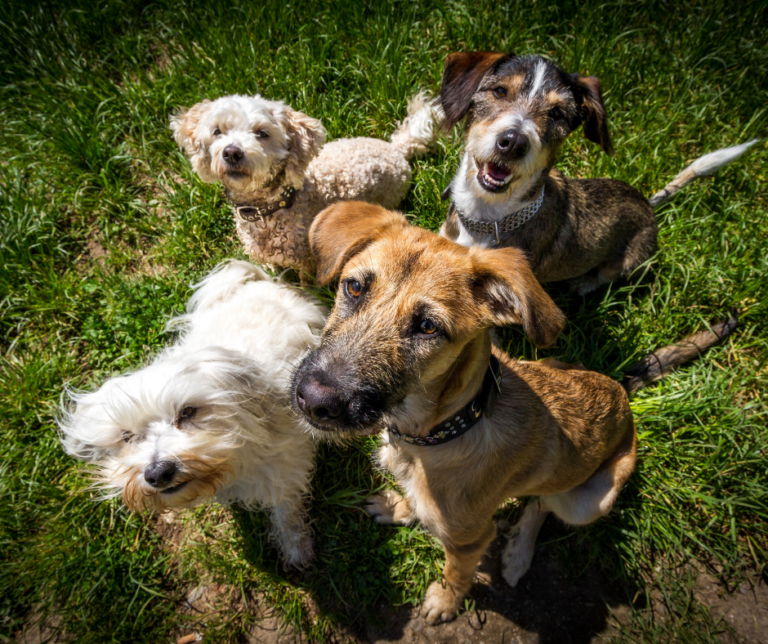 Come si calcola l’età dei cani in anni umani