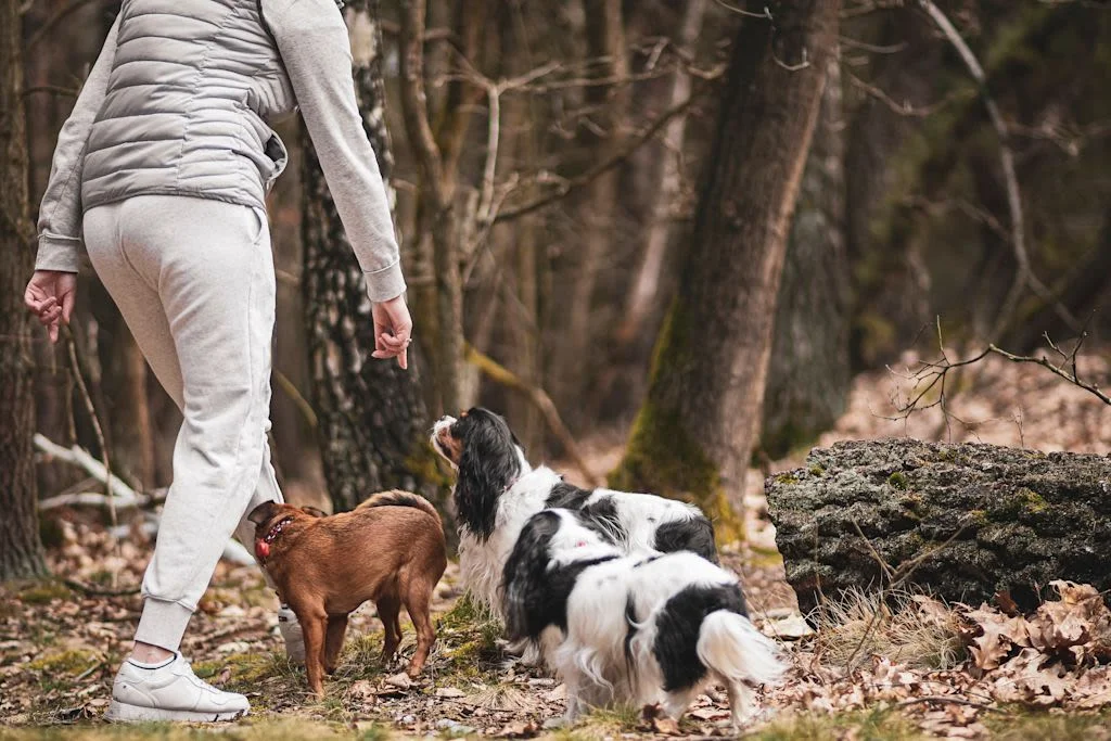 Persona a passeggio con cani