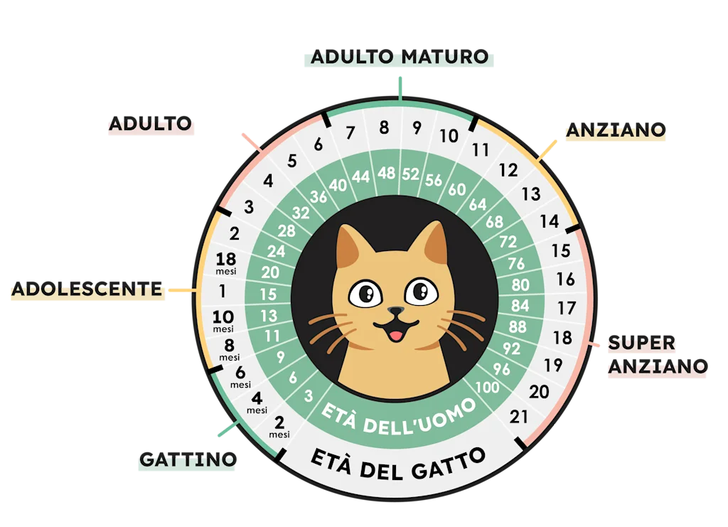 Come si calcola l&rsquo;et&agrave; dei gatti in anni umani 