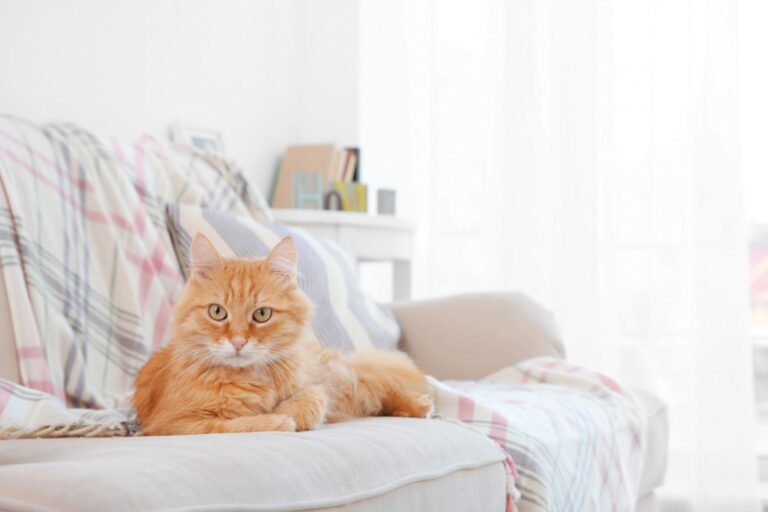 Come eliminare l’odore di urina di gatto in casa: guida pratica