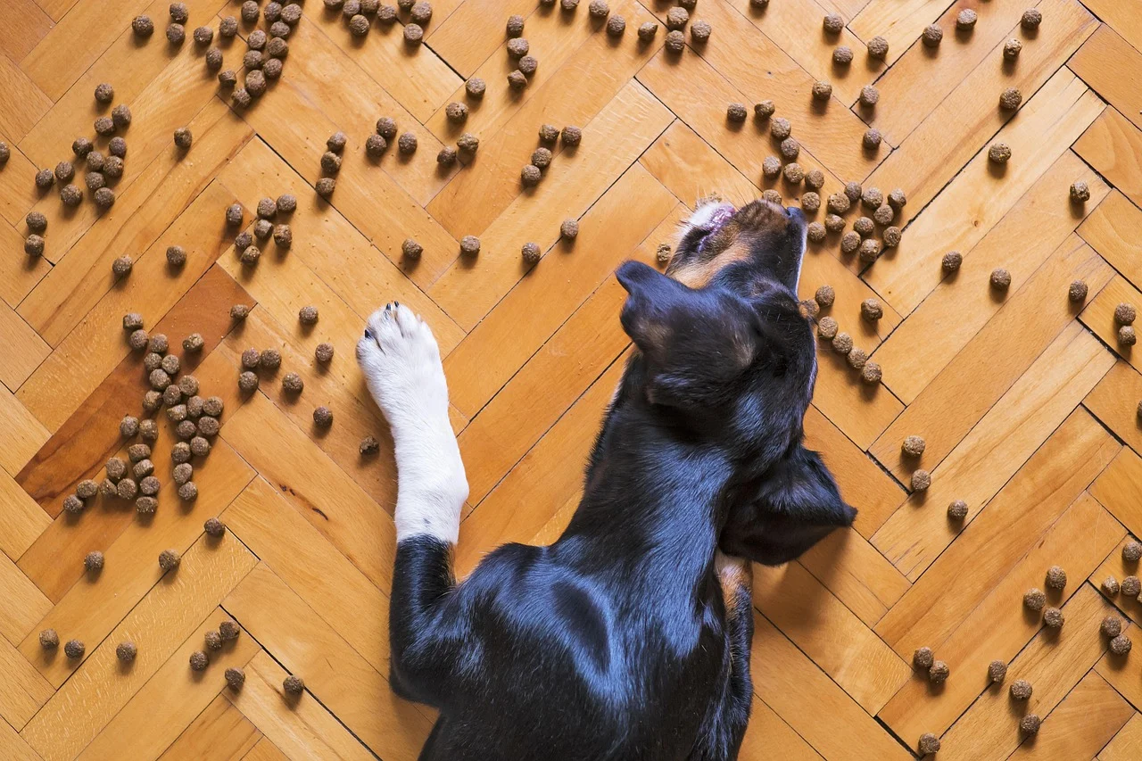 panne de croquettes chien