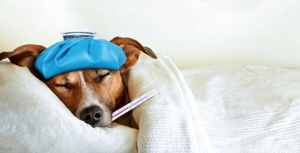 Jack Russell febbricitante a letto