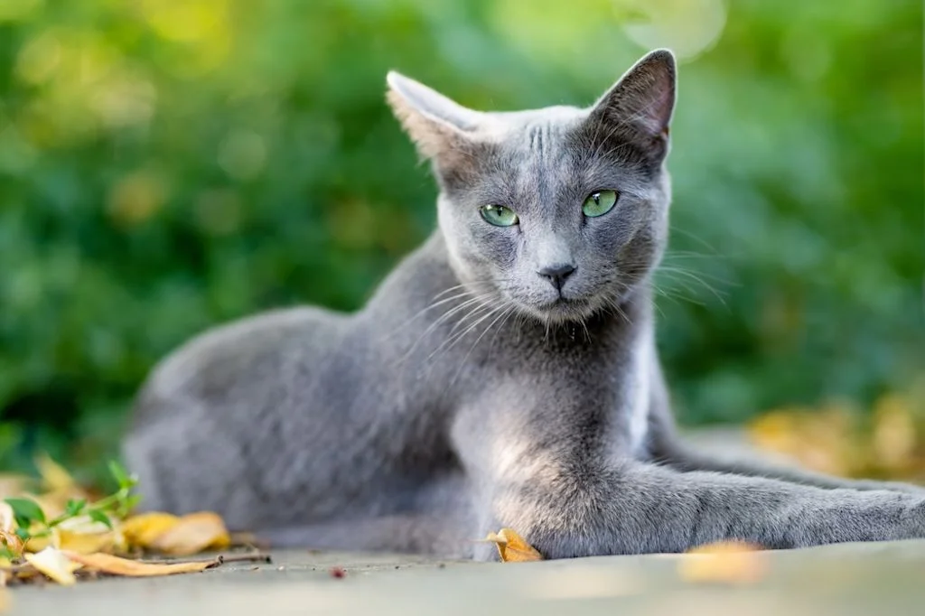 gatto