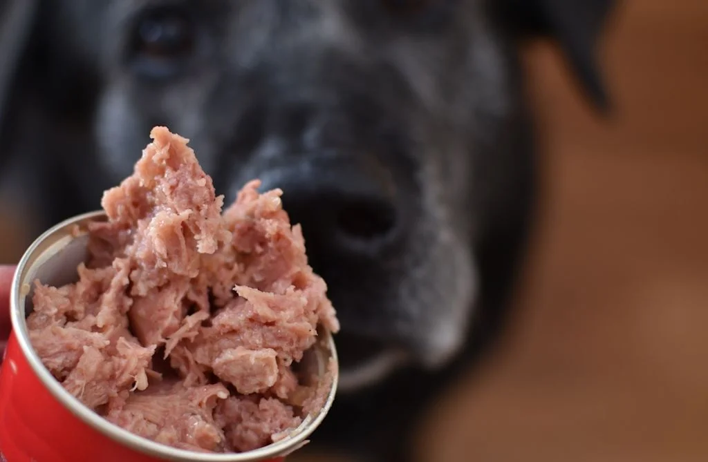 Cane disinteressato al cibo