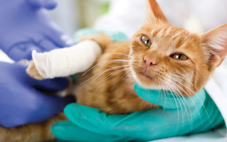 Come disinfettare una ferita al gatto: la guida pratica