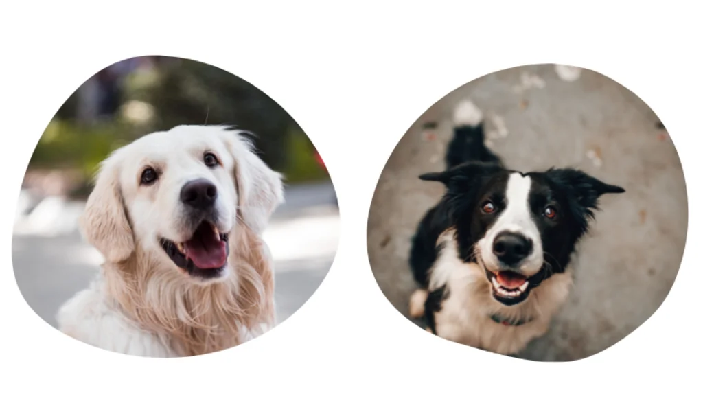 Assicurazione per cani, come sceglierla