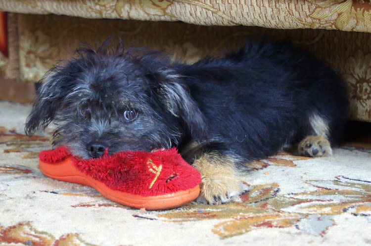 Il mio cane ha ingerito un corpo estraneo: cosa fare?
