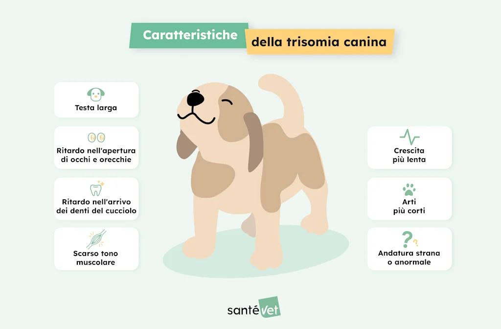 SVIT Infographie-Chien-Trisomie