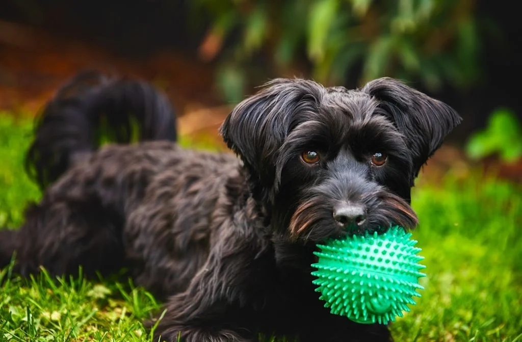 bambina abbraccia cane