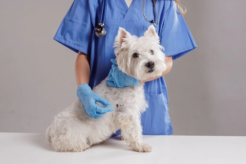 feci liquide e sangue cane Sangue nelle feci del cane: rimedi e come prevenire | Amoreaquattrozampe.it main image 1