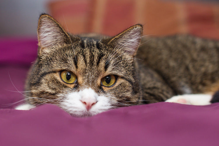 IBD nel gatto: sintomi, diagnosi e trattamento