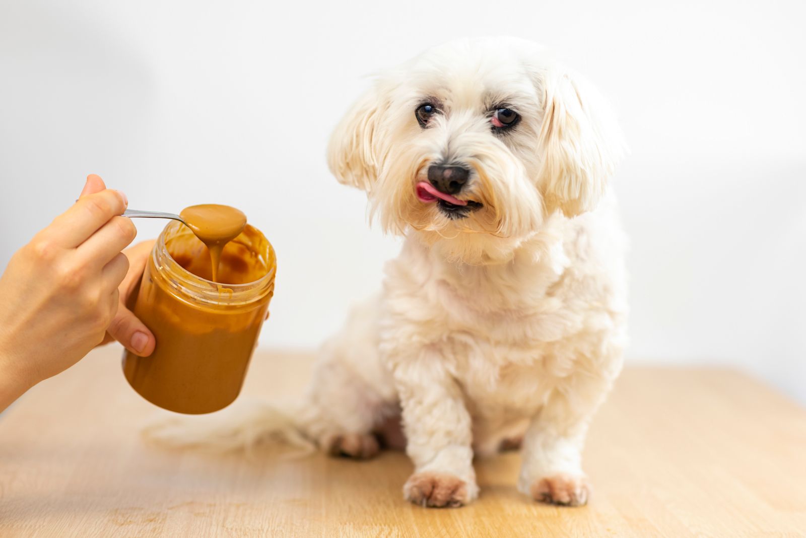 chien_beurre_de_cacahuete