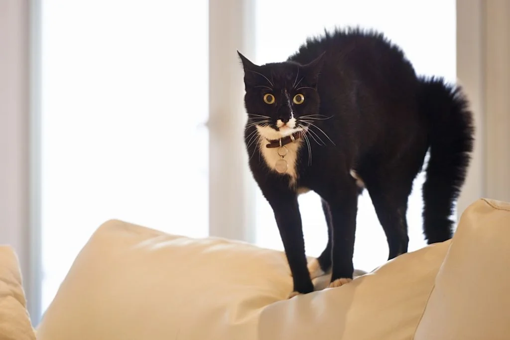 Gatto sorpreso sul divano
