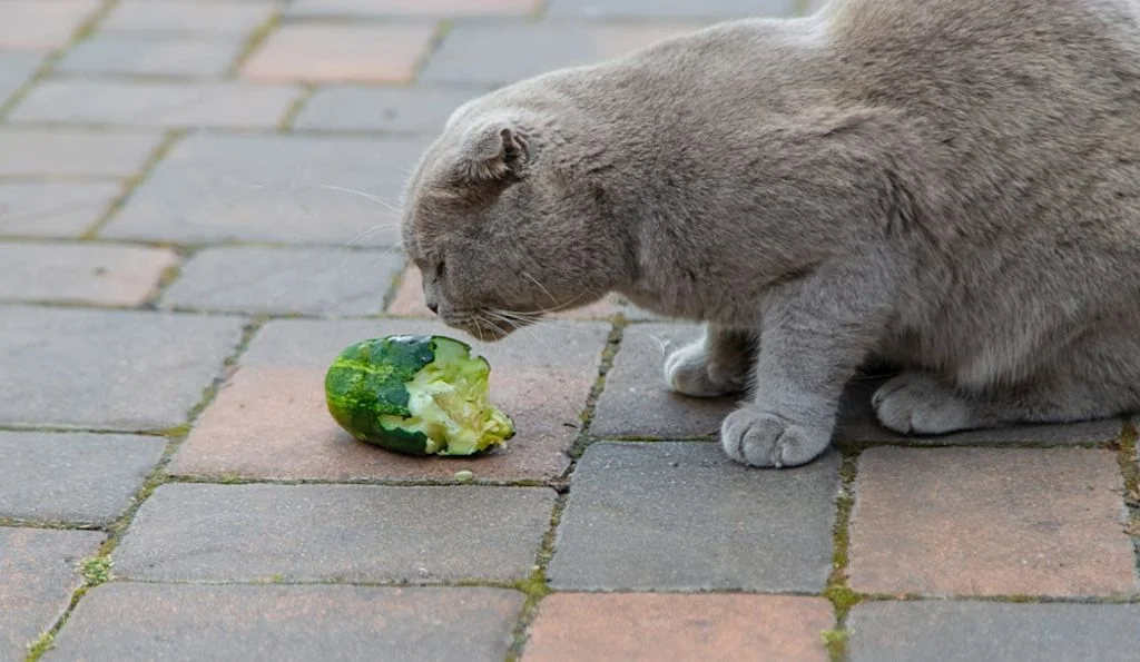Gatto che mangia il cetriolo