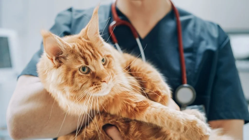 Veterinario con gatto