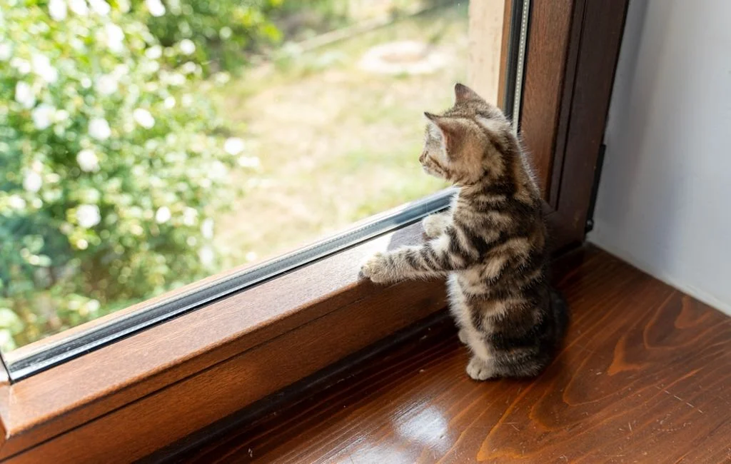 Gattino guarda fuori