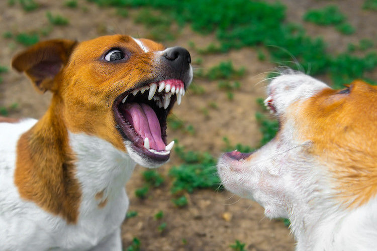 Rabbia nel cane: sintomi, vaccino e prevenzione
