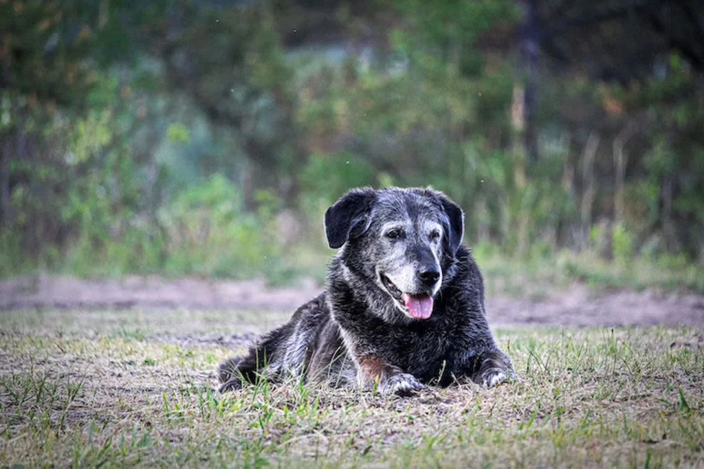 Cane anziano