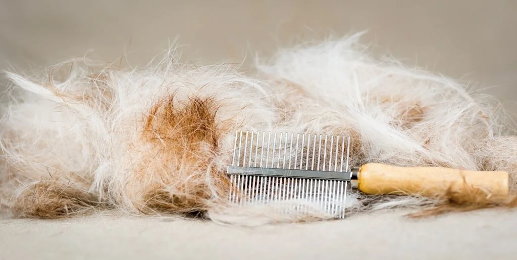 Allergia al pelo