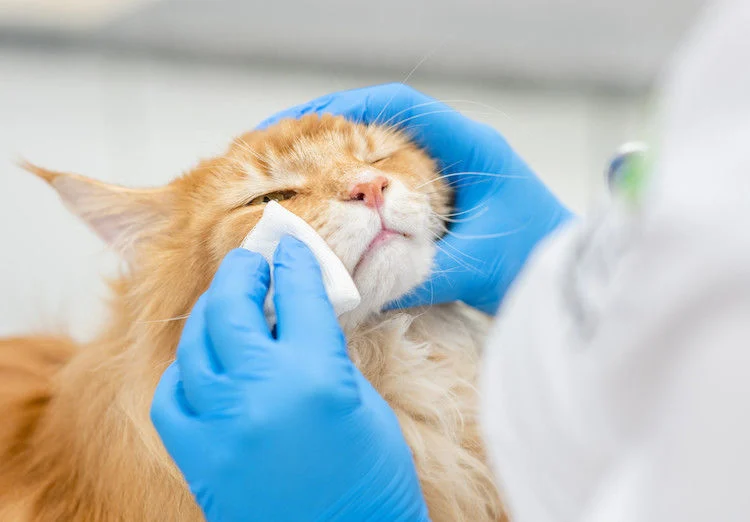 La congiuntivite nel gatto
