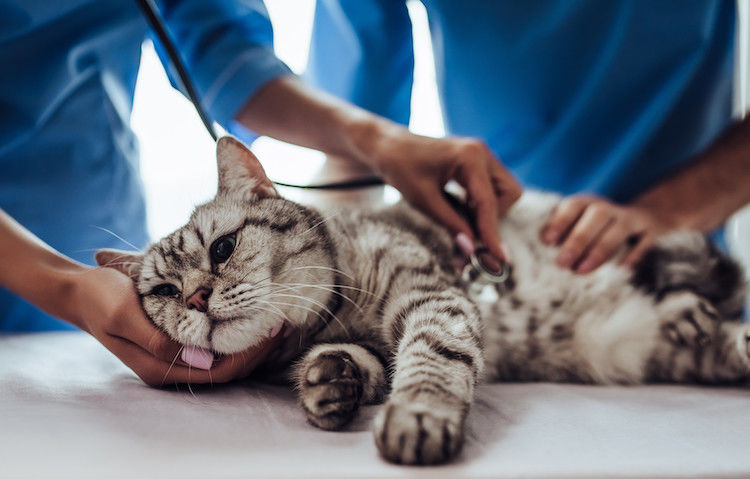 FIV gatto: sintomi, trasmissione e aspettativa di vita
