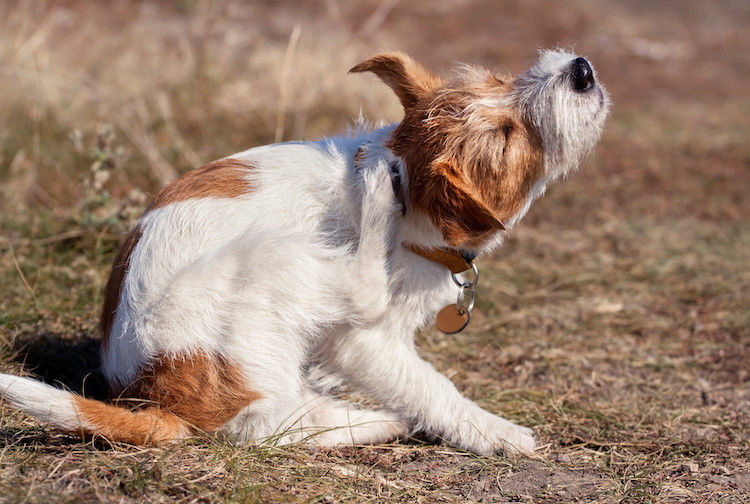 Cane pieno di pulci: cosa fare? Sintomi e rimedi
