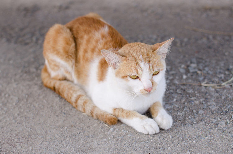 Artrosi nel gatto: sintomi, cura e prevenzione