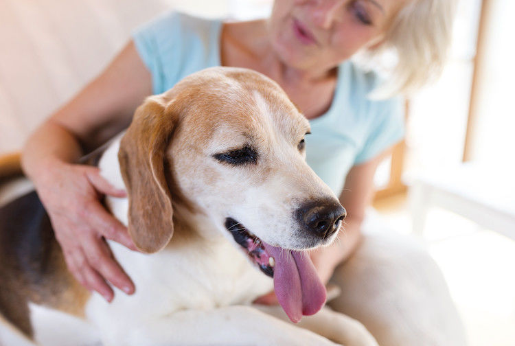 Cane che si gratta: cause, sintomi e rimedi