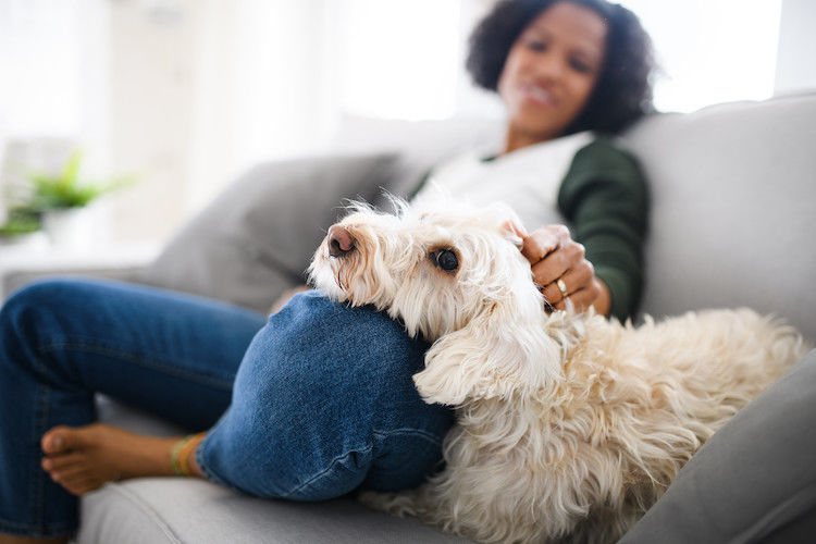 Pulci del cane uomo: rischi di trasmissione e rimedi