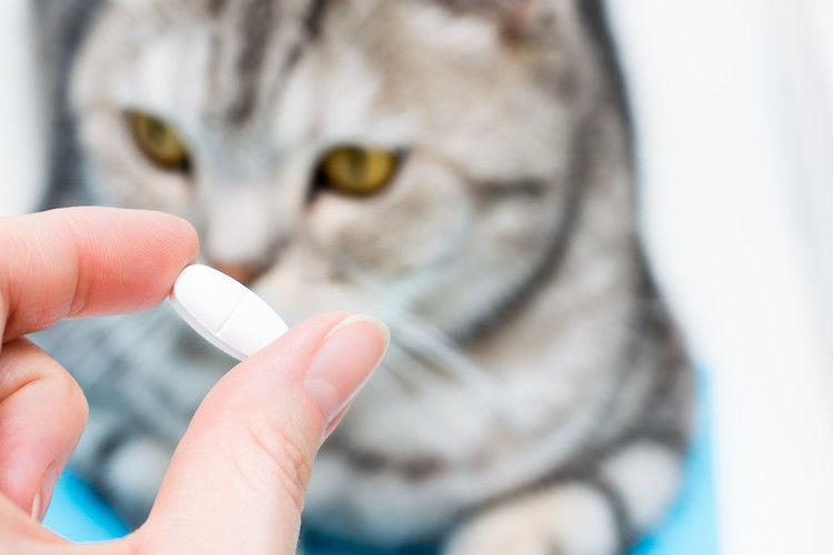 Antibiotico gatto: come usarli correttamente