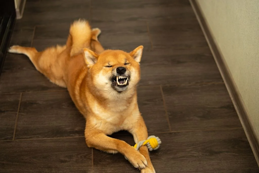 Starnuto
