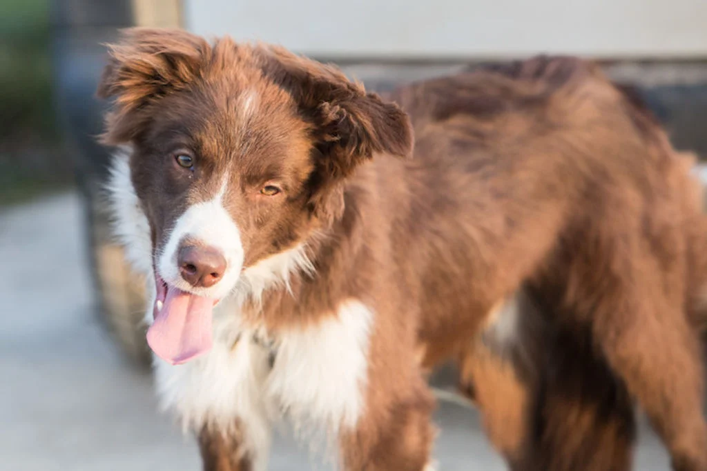1.border collie epilespie chez le chien