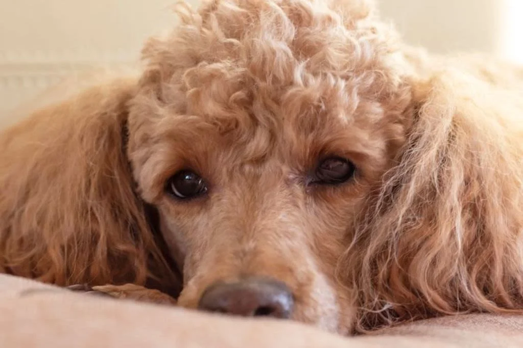 1.caniche maladie de cushing