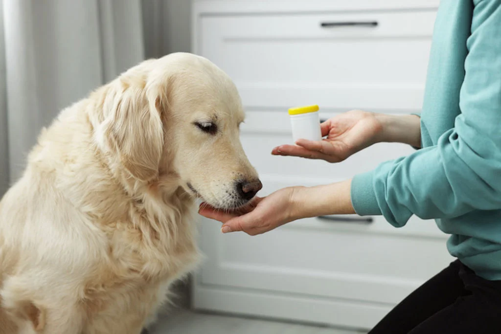2.traitement epilespie chez le chien
