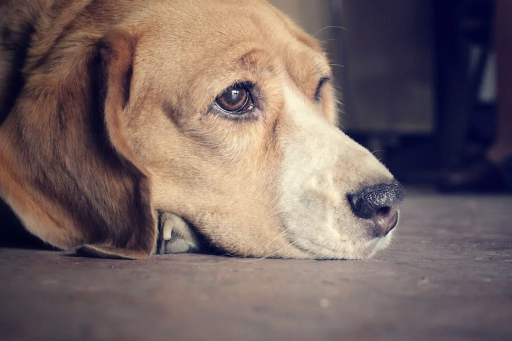 3.eagle et epilespie chez le chien