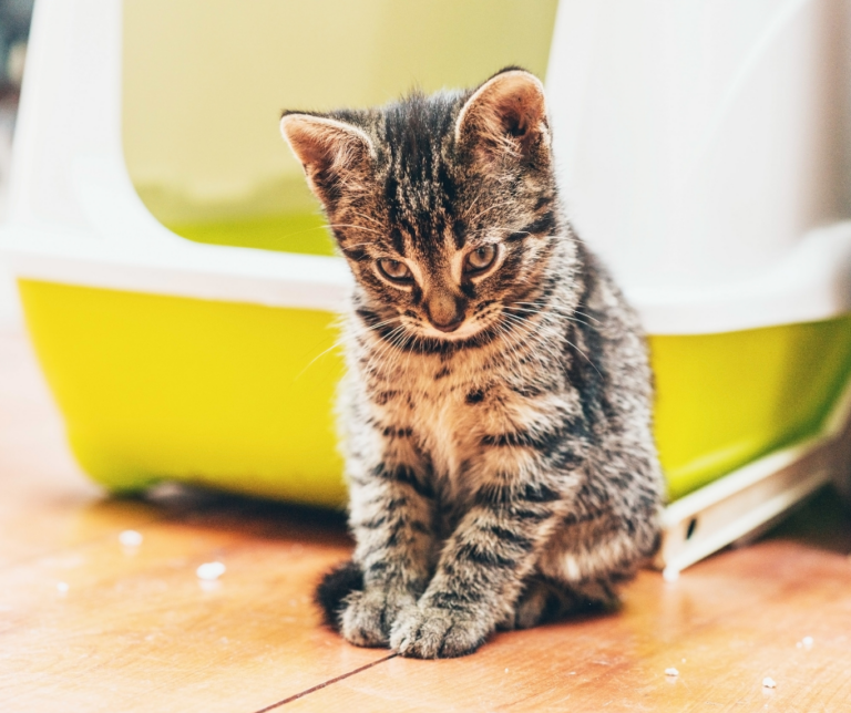 Gatto fa pipì ovunque: cause e soluzioni