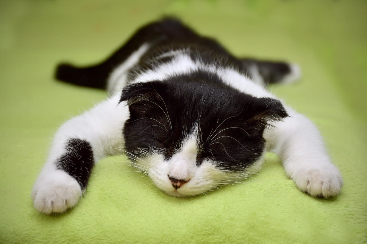 Chat qui dort profondément.
