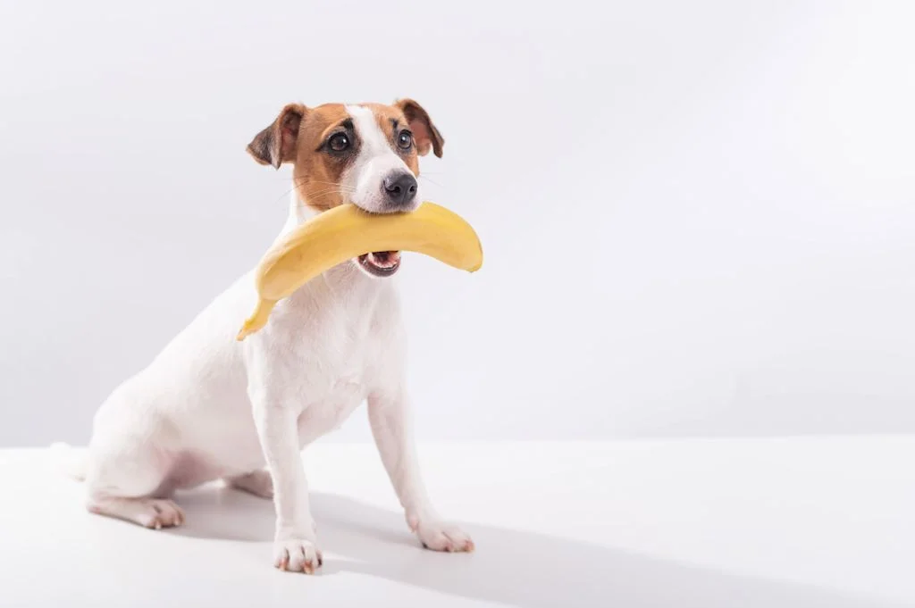 Banane al cane