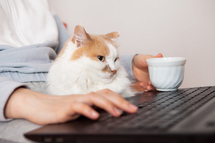 Come si calcola l’età dei gatti?