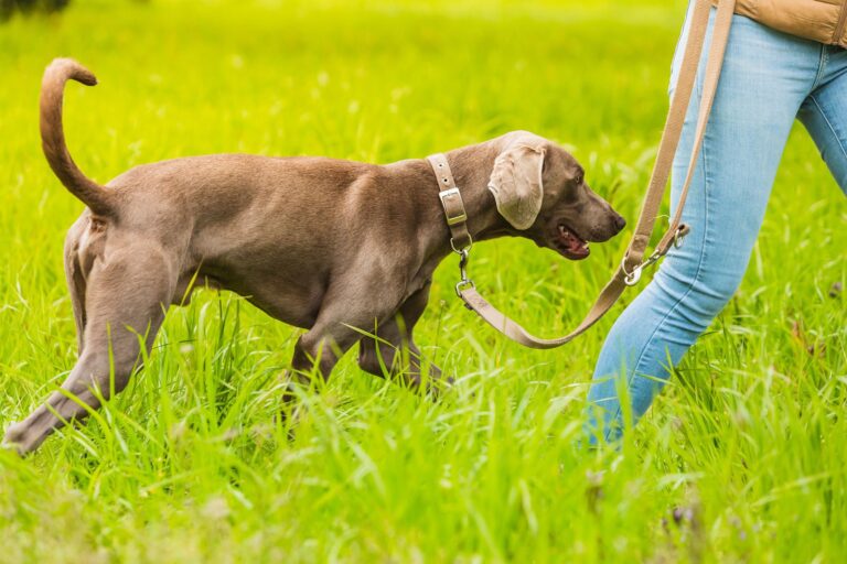 La castrazione del cane