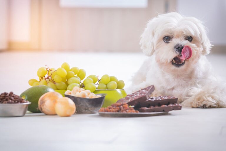 Il cioccolato al cane: è tossico?
