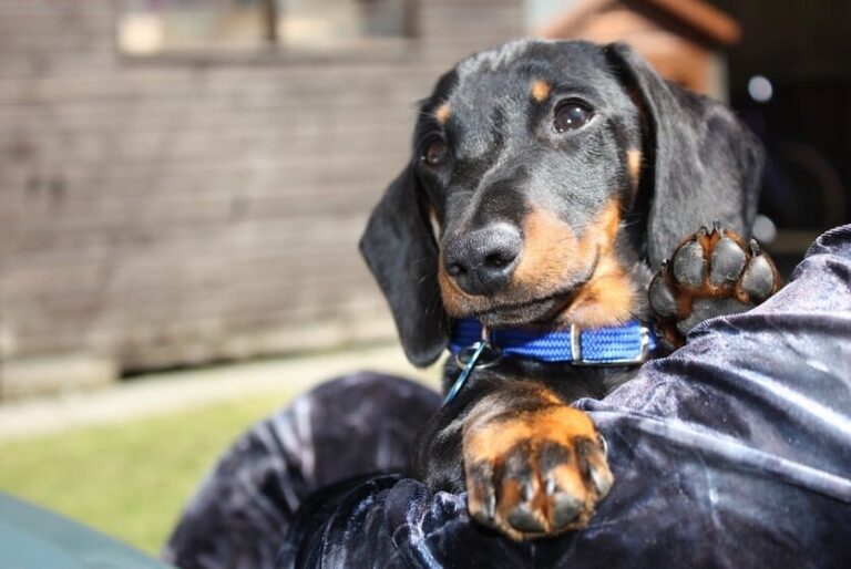 Tosse canina nel cane