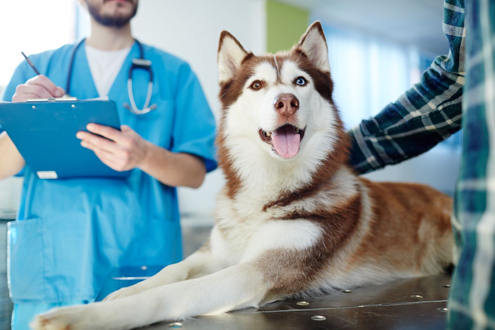 dysplasie hanche chien