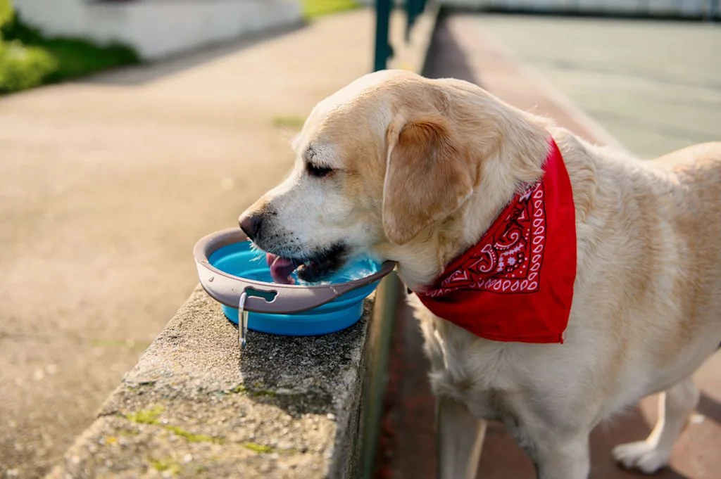 Un cane osserva la sua ciotola