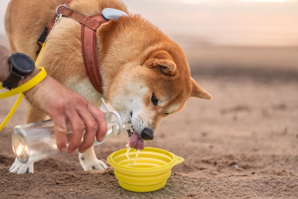 Un cane beve dalla ciotola
