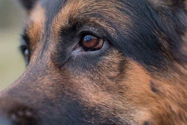 Congiuntivite cane: sintomi, cause, cura e rimedi